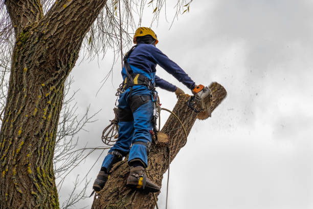 Reliable Sisters, OR Tree Service Solutions